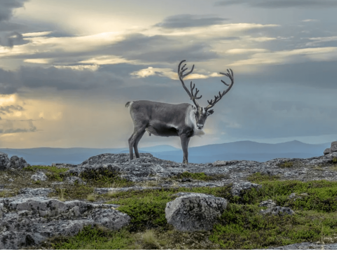Sob na pozadí volné arktické přírody, za ním hory